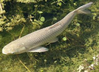 NZFFA - New Zealand Federation of Freshwater Anglers