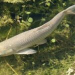 NZFFA - New Zealand Federation of Freshwater Anglers