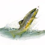 NZFFA - New Zealand Federation of Freshwater Anglers