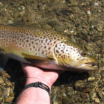 NZFFA - New Zealand Federation of Freshwater Anglers