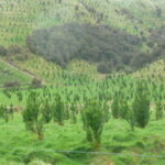 NZFFA - New Zealand Federation of Freshwater Anglers